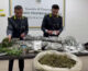 Sequestrata a Benevento piantagione canapa indiana e 50 kg marijuana