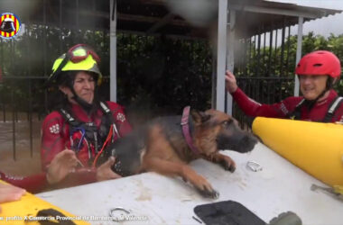 Alluvione a Valencia, il salvataggio di una coppia con due cani