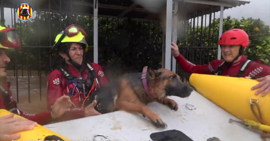 Alluvione a Valencia, il salvataggio di una coppia con due cani