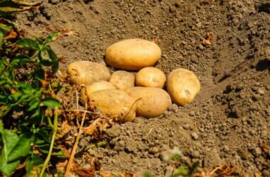 Potatoes Forever!, le patate del raccolto 23/24 sulle tavole per Natale