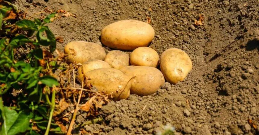 Potatoes Forever!, le patate del raccolto 23/24 sulle tavole per Natale