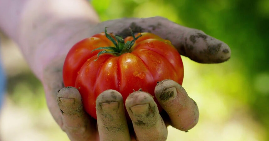 Agricoltura, crescono le coperture assicurative per il bio